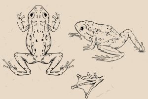 Frog Symbolism 101: What Frogs Represent in Different Traditions