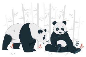 Panda Symbolism & Meaning